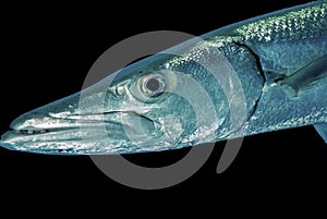 Portrait of a Great Barracuda in open water