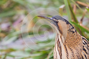 Portrait great bittern botaurus stellaris in reed grass