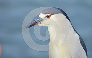 A portrait of a great blue egret