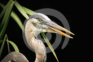 Portrait of a Great Blue Heron