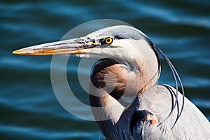 Portrait of Great Blue Heron against a water background