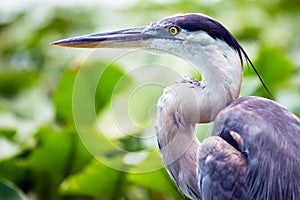 Portrait of great blue heron