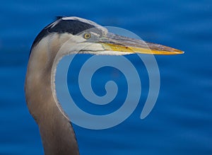 Portrait of a Great Blue Heron photo