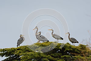 Portrait of Great blue heron have a group meeting on top of the tree
