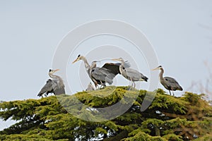 Portrait of Great blue heron have a group meeting on top of the tree