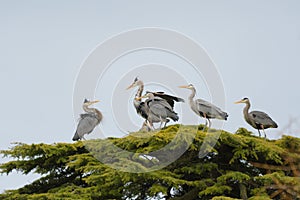 Portrait of Great blue heron have a group meeting on top of the tree