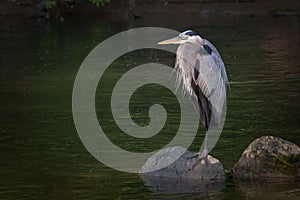 Portrait of a great blue heron standing on one leg