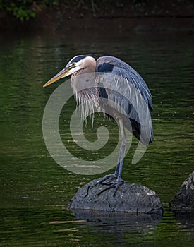 Portrait of a great blue heron studying the waters of Tulpehocken Creek