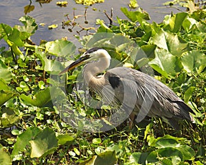 Portrait of a great blue heron in wetland habitat photo