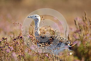 Portrait of a Great Bustard otis tarda in the grass. photo