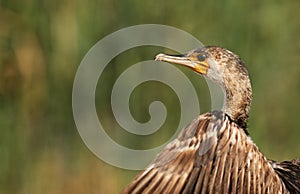 Portrait of Great Cormorant