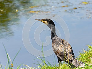 Portrait of the great Cormorant