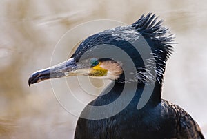 Portrait of Great cormorant