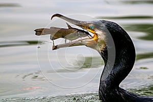 Portrait of Great Cormorant catching fish
