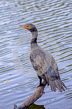 Portrait Of A Great Cormorant