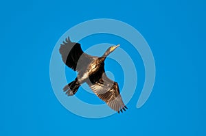 Portrait of Great cormorant (Phalacrocorax carbo) flying in the sky