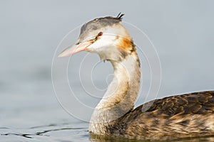 Portrait of a Great Crested Grebe (Podiceps cristatus) on a pond, taken in the UK