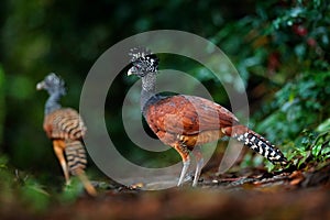 Portrait of Great Curassow, Crax rubra, Costa Rica. Two wild bird in the nature habitat. Curassow in the dark forest. Wildlife sce photo