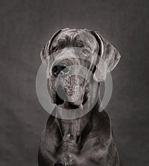 Portrait of Great Dane dog