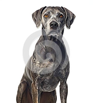 Portrait of a great Dane dog looking at the camera, isolated on white