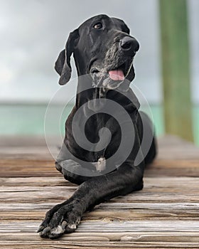 Portrait of a great Dane female dog