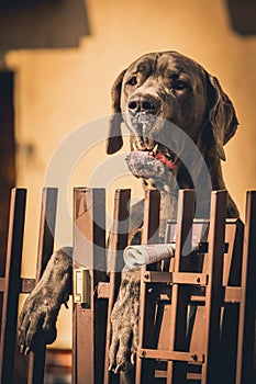 Portrait of Great Dane, one of the largest dog breeds.