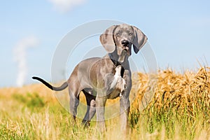 Portrait of a Great Dane puppy on a country path