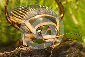 Portrait of great diving beetle