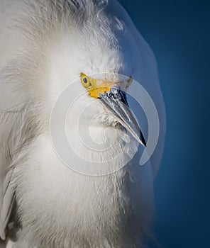Portrait of a great egret all puffed up during breeding season