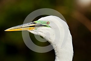 Portrait of Great egret in breeding colors