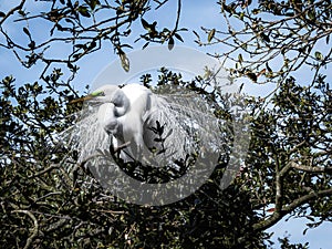 Portrait of a Great Egret in Breeding Plumage