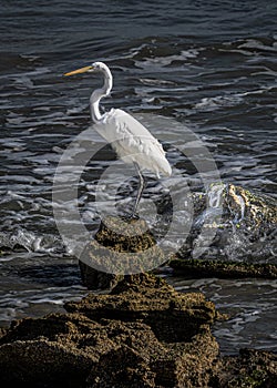 Portrait of a Great Egret Standing on Coquina Rocks