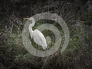 Portrait of a Great Egret in a Wetland Forest