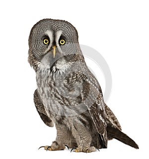 Portrait of Great Grey Owl