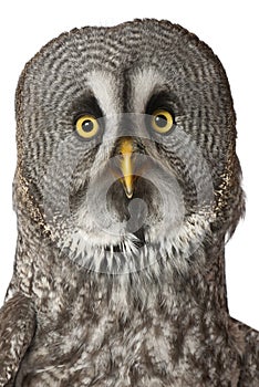 Portrait of Great Grey Owl or Lapland Owl, Strix nebulosa, a very large owl