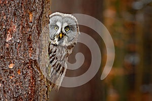 Portrait of Great grey owl, Strix nebulosa, hidden behind tree trunk in the winter forest, with yellow eyes. Wildlife scene from