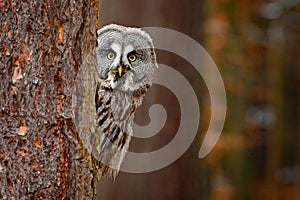 Portrait of Great grey owl, Strix nebulosa, hidden behind tree trunk in the winter forest, with yellow eyes. Wildlife scene from photo