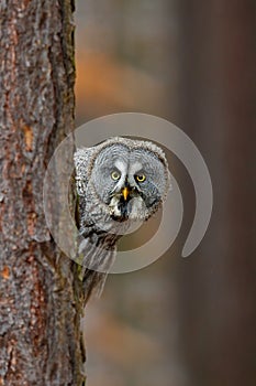 Portrait of Great grey owl, Strix nebulosa, hidden of tree trunk in the winter forest, with yellow eyes