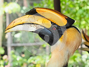 Portrait of great horn bill bird