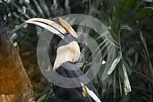 Portrait of Great horn bill Buceros bicornis.