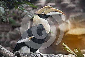 Portrait of Great horn bill Buceros bicornis.