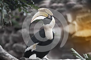 Portrait of Great horn bill Buceros bicornis.