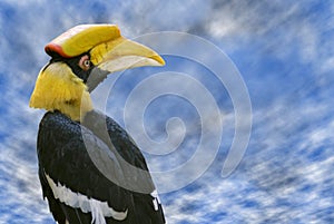 Portrait of Great Hornbill