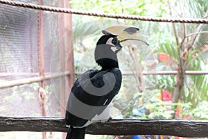 portrait of a Great hornbill