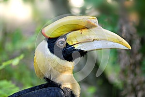 Portrait of Great Hornbill