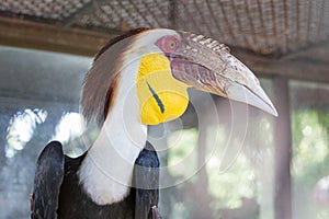 Portrait of Great Hornbill Buceros bicornis.A bird with a large powerful nose and red eyes.Calao is in a large zoo aviary
