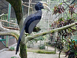 Portrait of a Great hornbill in a zoo. Oriental pied hornbill. A rare bird with a large beak