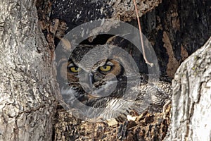 Portrait of a Great Horned Owl