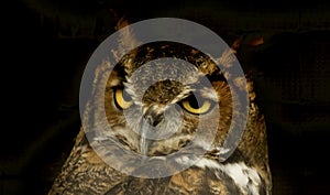 Portrait of Great Horned Owl