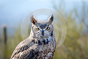 Portrait of a Great Horned Owl